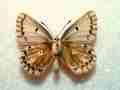 Polyommatus bellargus (verso, aberration) 3 (Internet Image property of respective owner, non-commercial use only)